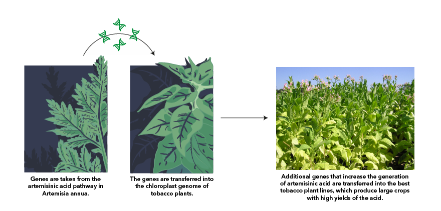 New methods in plant biotechnology could allow an inexpensive mass-production of a malaria drug. Transfering genes from Artemisisa annua to tobacco leads to a high-yielding production of the naturally occuring artemisinic acid.