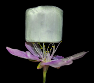A sample of the new material resting on a flower, demonstrating its extremely low weight