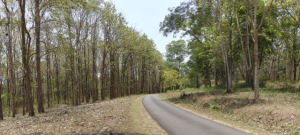A panorama shot of a teak (Tectona grandis) plantation (left) and moist-deciduous forest (right) in a protected area in Karnataka, India. Photo: Anand Osuri
