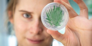 Cyanobakterien sind umweltfreundliche und gut verfügbare Biokatalysatoren zur Herstellung neuer Chemikalien und dank Forschender der TU Graz bald im Einsatz bei großtechnologischen Anwendungen. © Lunghammer – TU Graz 