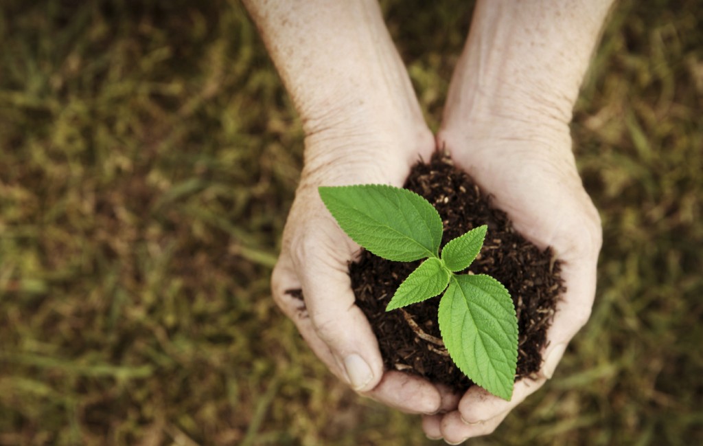 3sustainability-general-hands-plant-istock-000018017188-large