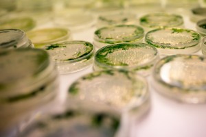 Grünalgen sind beliebte Objekte der Biotechnologie, da sie Wasserstoff produzierende Enzyme besitzen. © RUB, Kramer